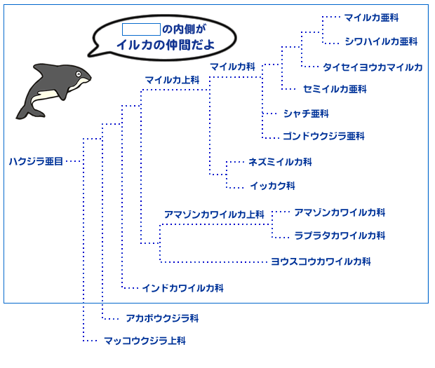 イルカの仲間の系統図